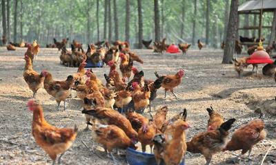 農村強制禁止養殖家禽家畜是否合理 從農作物保護與農民權益的平衡視角分析