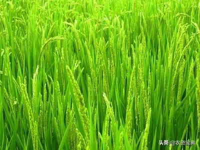 2020年全國農作物病蟲害發生情況分析 預計達45億畝次，小麥為重災區