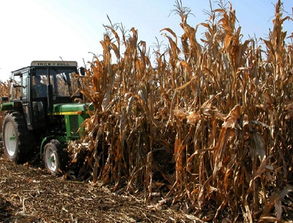 河北吳橋農作物秸稈變身植物炭遠銷海外，助推綠色苗木產業