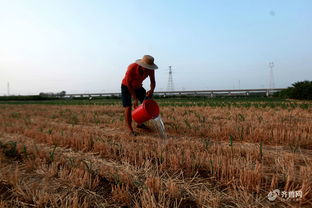 臨沂平邑縣啟動抗旱Ⅳ級響應，全力保障農作物與苗木生長