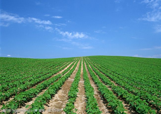 農作物生長圖片素材 記錄豐收與成長的視覺盛宴