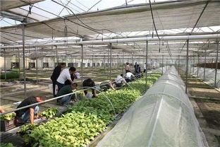 “空降”上億天敵大軍，寧鄉以蟲治蟲守護綠色家園