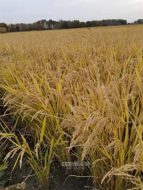 黑龍江秋收過半，農作物收獲面積突破1.23億畝