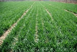 2021年春季主要農作物科學施肥指導意見解讀與實施建議