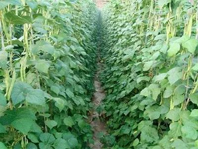 水果類經(jīng)濟(jì)作物施用生物有機(jī)肥的科學(xué)指南