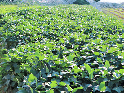 農(nóng)村大嫂巧種反季甜瓜，一年兩茬創(chuàng)收旺，畝入過(guò)萬(wàn)笑開顏