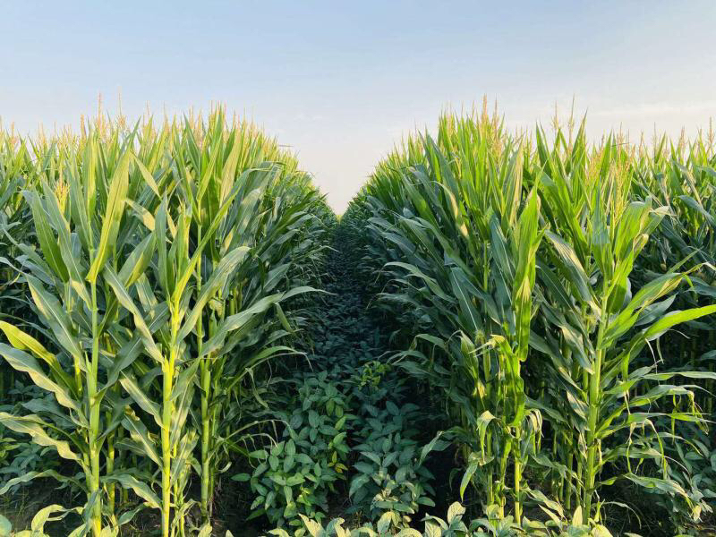 四川農(nóng)大留學(xué)生 把實(shí)驗(yàn)室的智慧“搬”回家鄉(xiāng)的土地